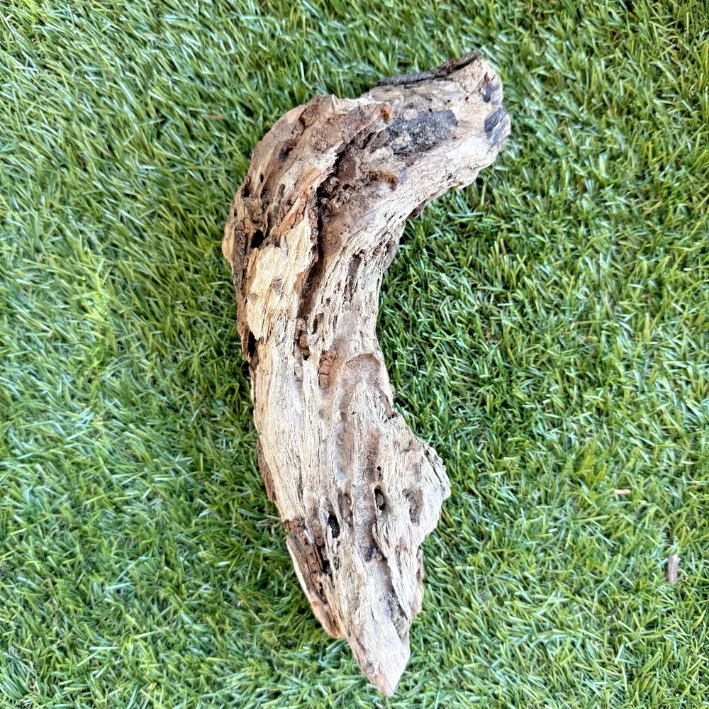 Natural Driftwood California Coast Rustic Beach Decor Aquarium Terrarium Piece